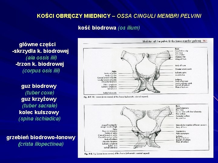 KOŚCI OBRĘCZY MIEDNICY – OSSA CINGULI MEMBRI PELVINI kość biodrowa (os ilium) główne części