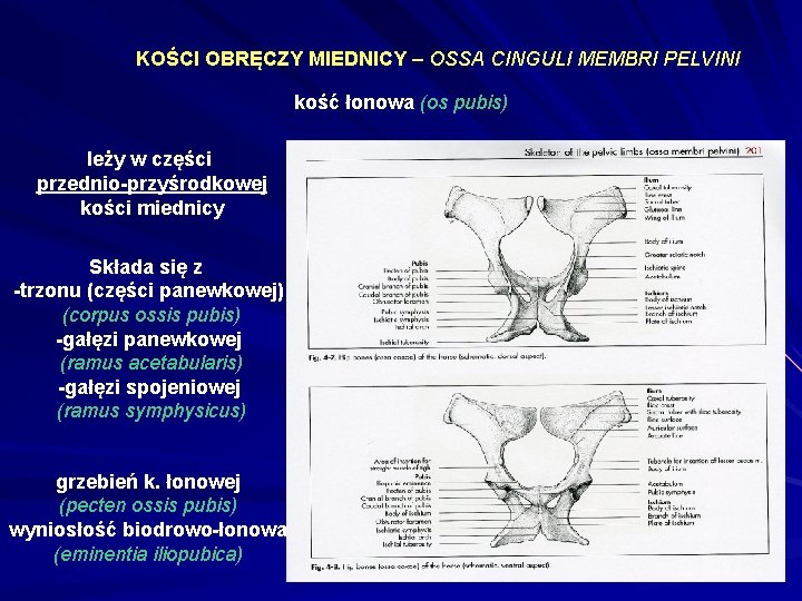 KOŚCI OBRĘCZY MIEDNICY – OSSA CINGULI MEMBRI PELVINI kość łonowa (os pubis) leży w