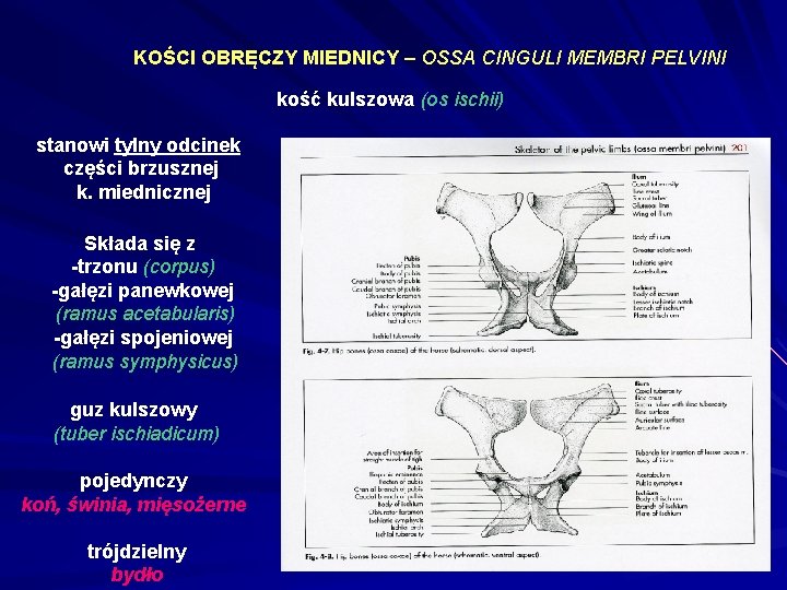 KOŚCI OBRĘCZY MIEDNICY – OSSA CINGULI MEMBRI PELVINI kość kulszowa (os ischii) stanowi tylny