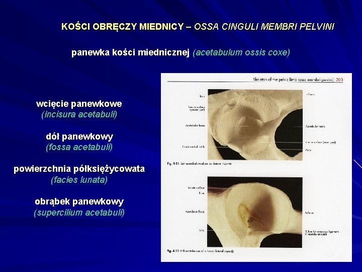 KOŚCI OBRĘCZY MIEDNICY – OSSA CINGULI MEMBRI PELVINI panewka kości miednicznej (acetabulum ossis coxe)