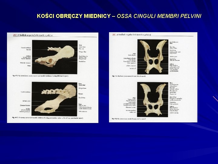 KOŚCI OBRĘCZY MIEDNICY – OSSA CINGULI MEMBRI PELVINI 