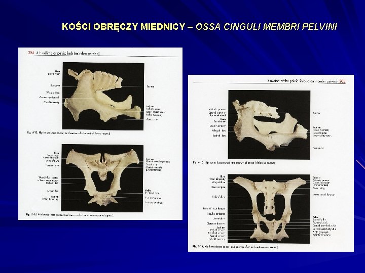 KOŚCI OBRĘCZY MIEDNICY – OSSA CINGULI MEMBRI PELVINI 