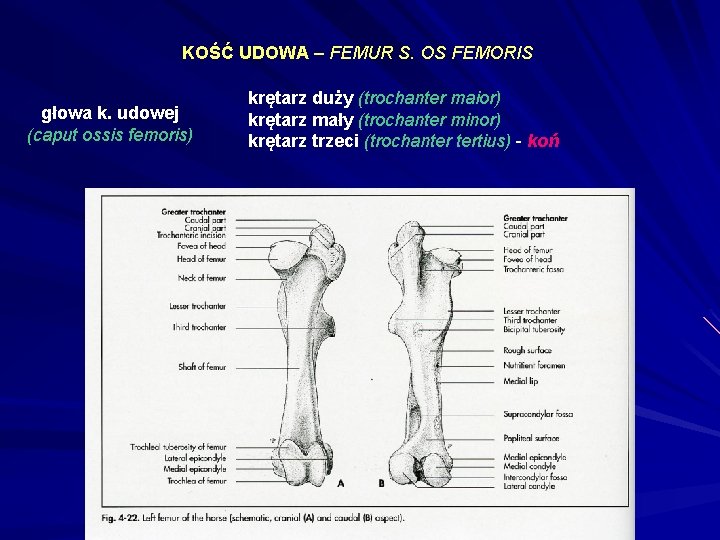 KOŚĆ UDOWA – FEMUR S. OS FEMORIS głowa k. udowej (caput ossis femoris) krętarz