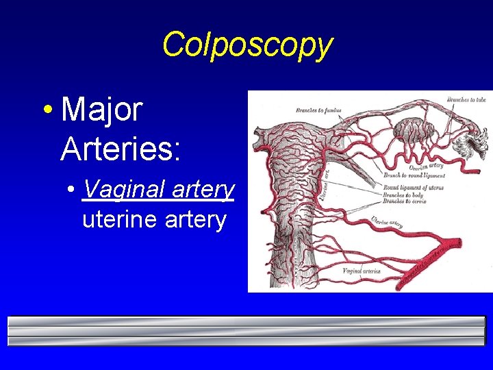 Colposcopy • Major Arteries: • Vaginal artery uterine artery 