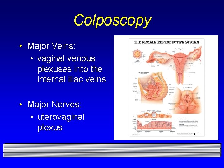 Colposcopy • Major Veins: • vaginal venous plexuses into the internal iliac veins •