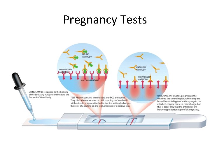 Pregnancy Tests 