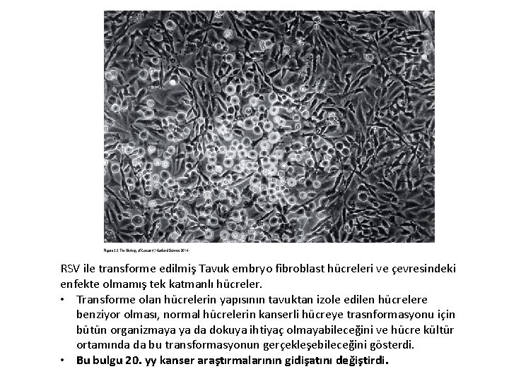 RSV ile transforme edilmiş Tavuk embryo fibroblast hücreleri ve çevresindeki enfekte olmamış tek katmanlı