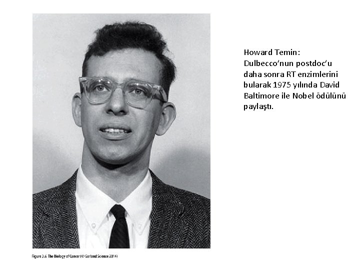 Howard Temin: Dulbecco’nun postdoc’u daha sonra RT enzimlerini bularak 1975 yılında David Baltimore ile