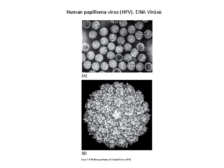 Human papilloma virus (HPV). DNA Virüsü 