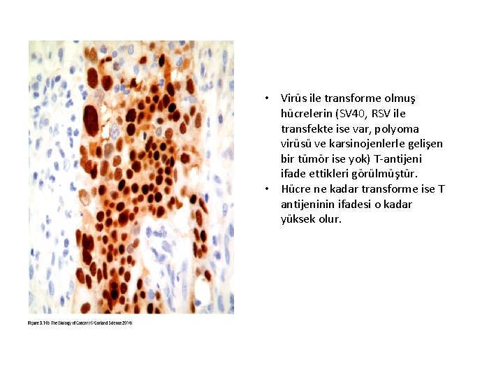  • Virüs ile transforme olmuş hücrelerin (SV 40, RSV ile transfekte ise var,