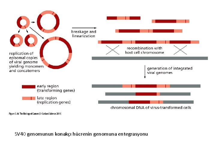 SV 40 genomunun konakçı hücrenin genomuna entegrasyonu 