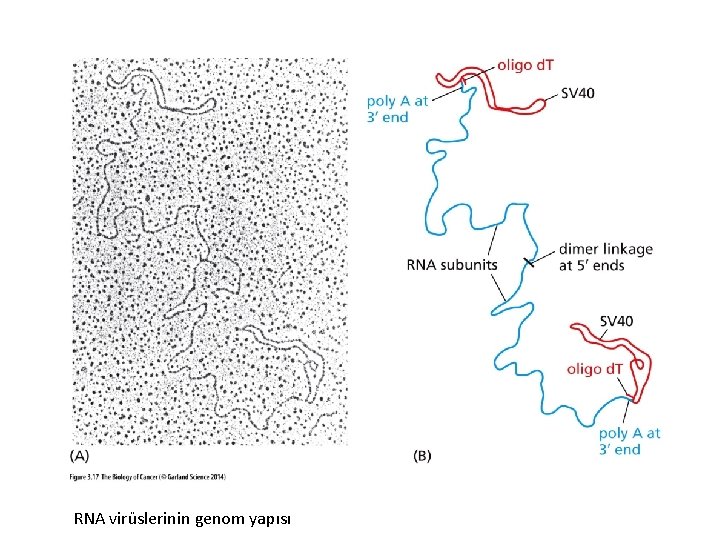 RNA virüslerinin genom yapısı 