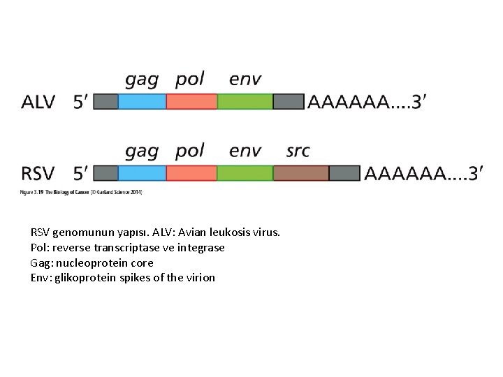 RSV genomunun yapısı. ALV: Avian leukosis virus. Pol: reverse transcriptase ve integrase Gag: nucleoprotein