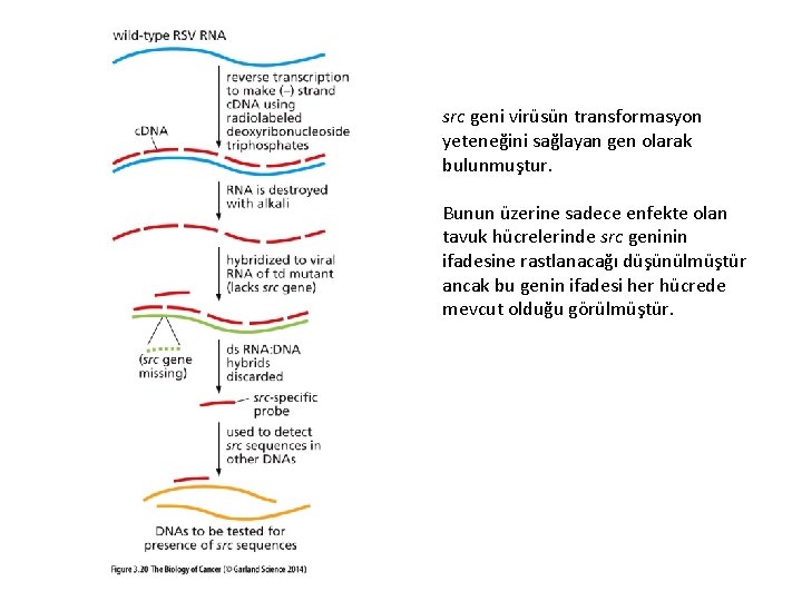 src geni virüsün transformasyon yeteneğini sağlayan gen olarak bulunmuştur. Bunun üzerine sadece enfekte olan