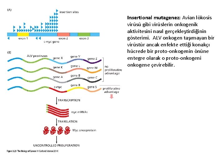 Insertional mutagenez: Avian lökosis virüsü gibi virüslerin onkogenik aktivitesini nasıl gerçekleştirdiğinin gösterimi. ALV onkogen