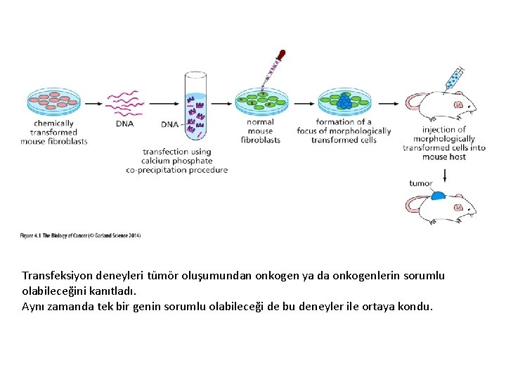 Transfeksiyon deneyleri tümör oluşumundan onkogen ya da onkogenlerin sorumlu olabileceğini kanıtladı. Aynı zamanda tek