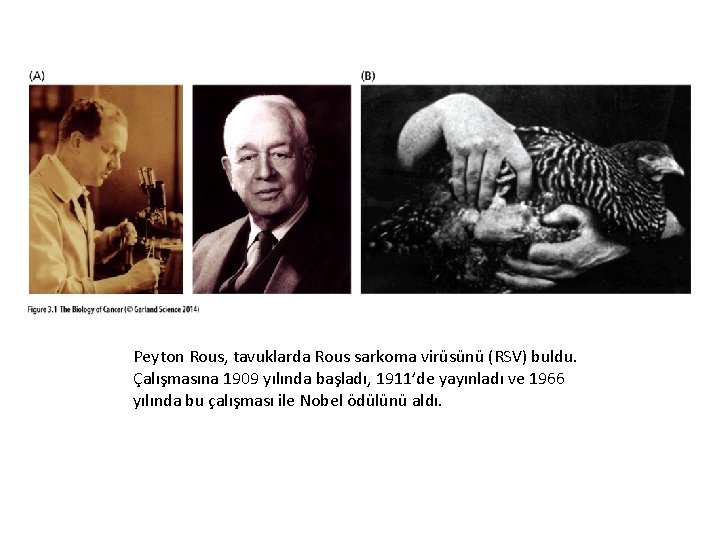 Peyton Rous, tavuklarda Rous sarkoma virüsünü (RSV) buldu. Çalışmasına 1909 yılında başladı, 1911’de yayınladı