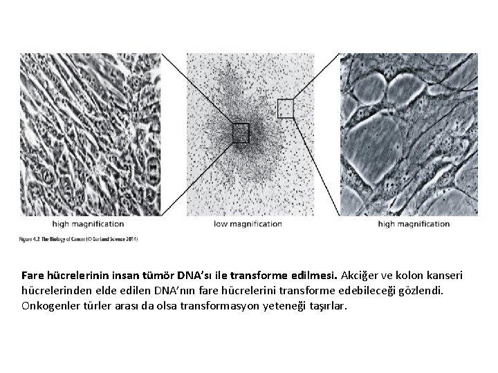 Fare hücrelerinin insan tümör DNA’sı ile transforme edilmesi. Akciğer ve kolon kanseri hücrelerinden elde