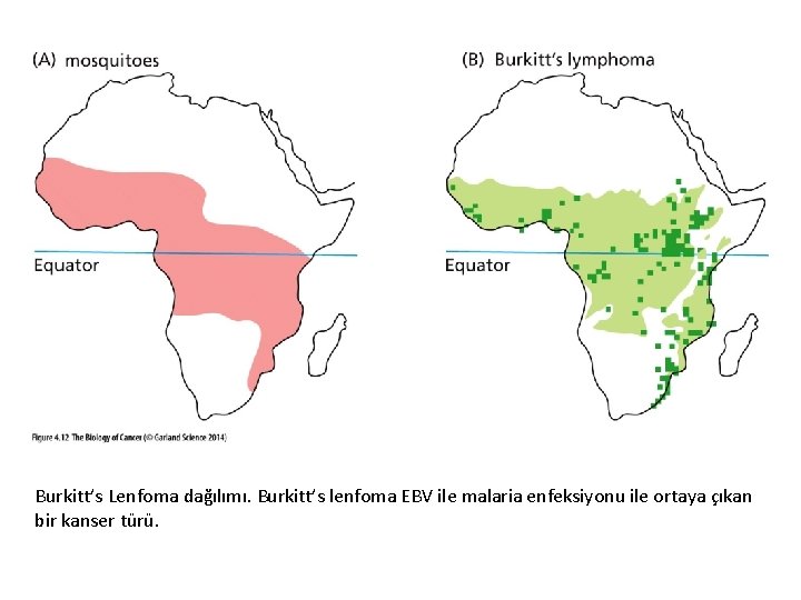 Burkitt’s Lenfoma dağılımı. Burkitt’s lenfoma EBV ile malaria enfeksiyonu ile ortaya çıkan bir kanser