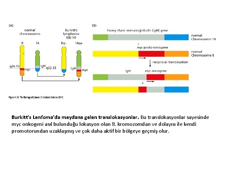 Burkitt’s Lenfoma’da meydana gelen translokasyonlar. Bu translokasyonlar sayesinde myc onkogeni asıl bulunduğu lokasyon olan