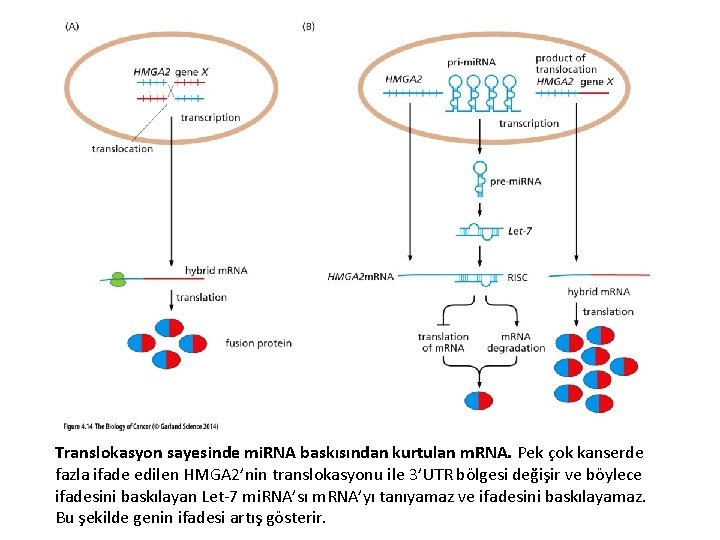 Translokasyon sayesinde mi. RNA baskısından kurtulan m. RNA. Pek çok kanserde fazla ifade edilen