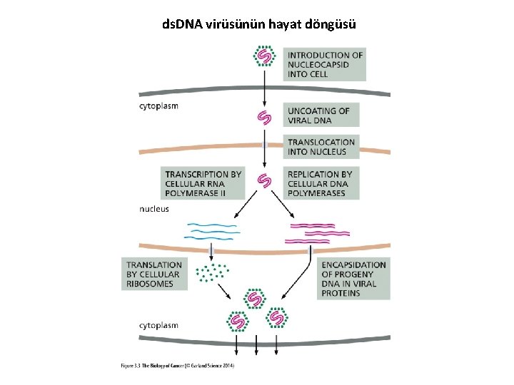 ds. DNA virüsünün hayat döngüsü 