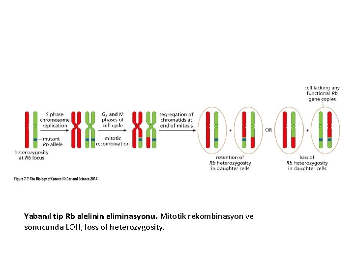 Yabanıl tip Rb alelinin eliminasyonu. Mitotik rekombinasyon ve sonucunda LOH, loss of heterozygosity. 