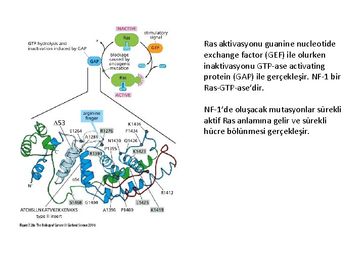 Ras aktivasyonu guanine nucleotide exchange factor (GEF) ile olurken inaktivasyonu GTP-ase activating protein (GAP)