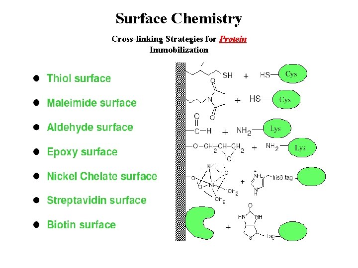 Surface Chemistry Cross-linking Strategies for Protein Immobilization 