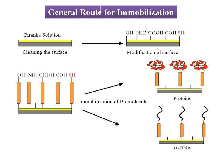 General Route for Immobilization 