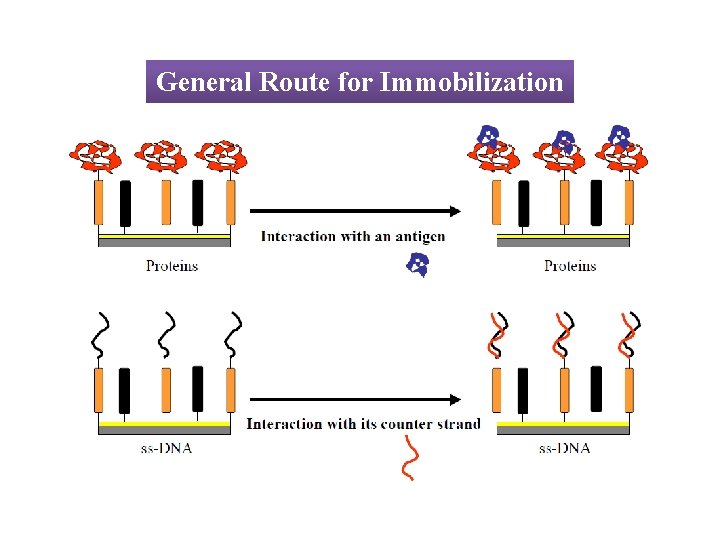 General Route for Immobilization 