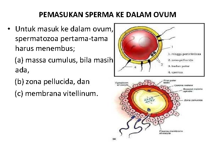 PEMASUKAN SPERMA KE DALAM OVUM • Untuk masuk ke dalam ovum, spermatozoa pertama-tama harus