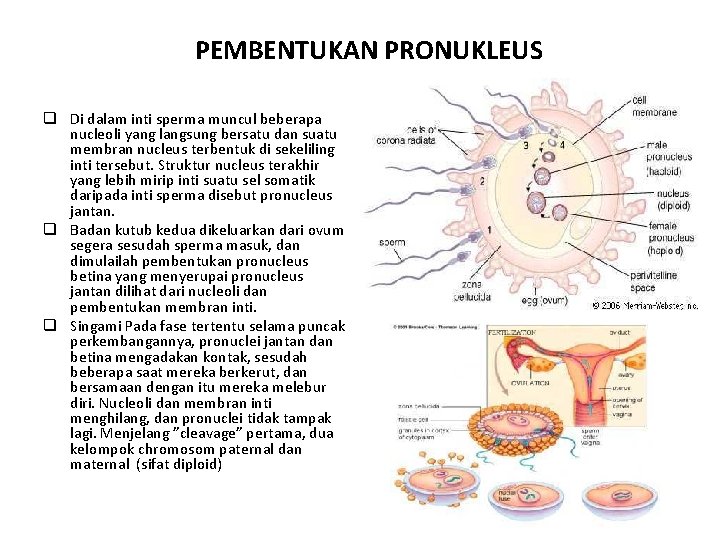 PEMBENTUKAN PRONUKLEUS q Di dalam inti sperma muncul beberapa nucleoli yang langsung bersatu dan