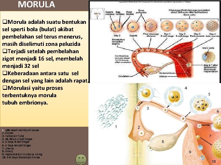 MORULA q. Morula adalah suatu bentukan sel sperti bola (bulat) akibat pembelahan sel terus