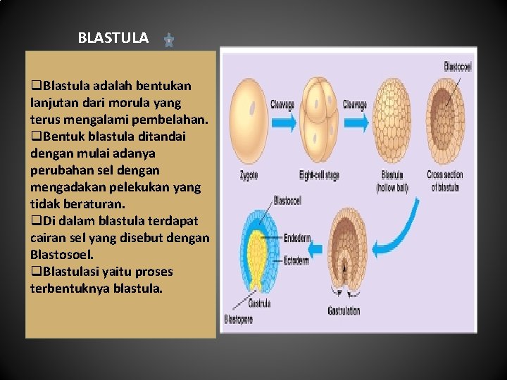 BLASTULA q. Blastula adalah bentukan lanjutan dari morula yang terus mengalami pembelahan. q. Bentuk