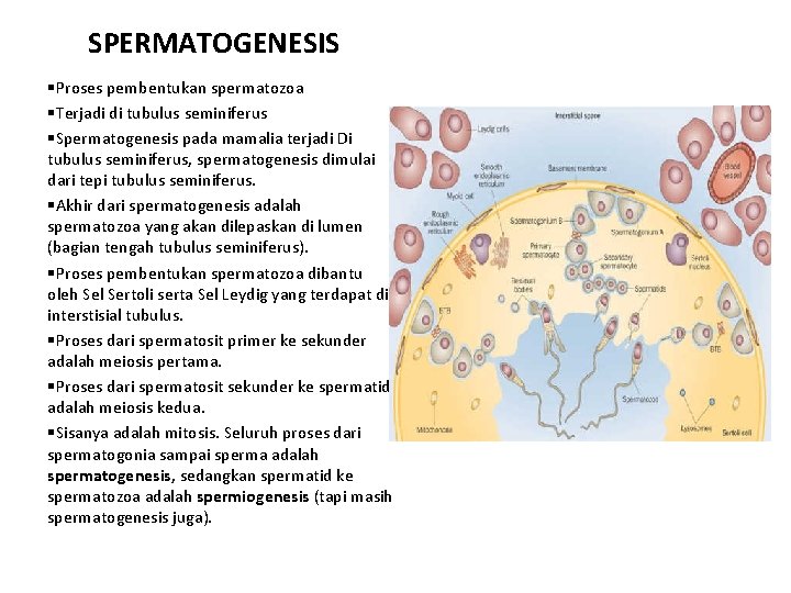 SPERMATOGENESIS §Proses pembentukan spermatozoa §Terjadi di tubulus seminiferus §Spermatogenesis pada mamalia terjadi Di tubulus