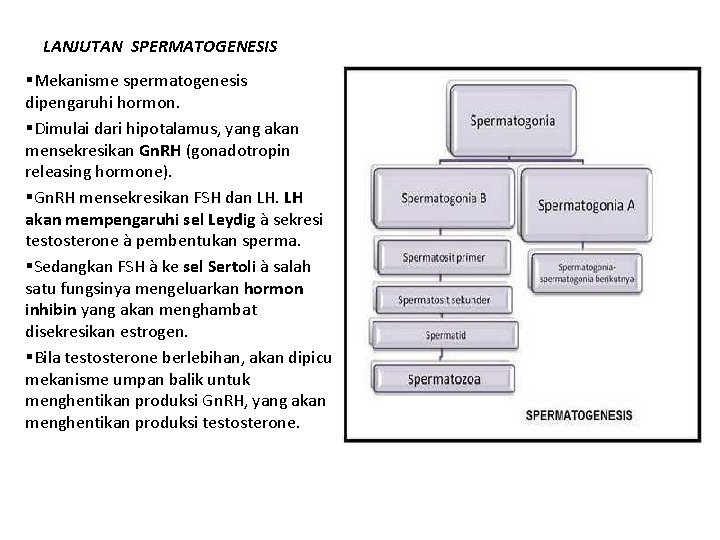 LANJUTAN SPERMATOGENESIS §Mekanisme spermatogenesis dipengaruhi hormon. §Dimulai dari hipotalamus, yang akan mensekresikan Gn. RH