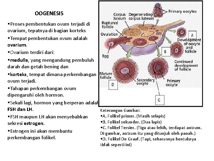 OOGENESIS §Proses pembentukan ovum terjadi di ovarium, tepatnya di bagian korteks §Tempat pembentukan ovum
