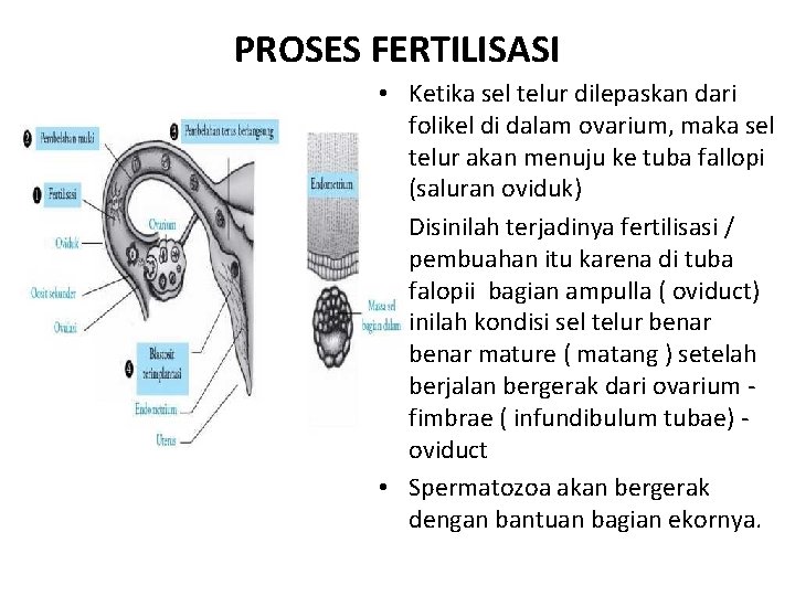 PROSES FERTILISASI • Ketika sel telur dilepaskan dari folikel di dalam ovarium, maka sel
