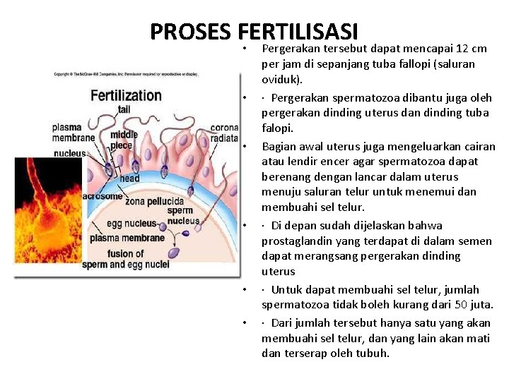 PROSES FERTILISASI • • • Pergerakan tersebut dapat mencapai 12 cm per jam di