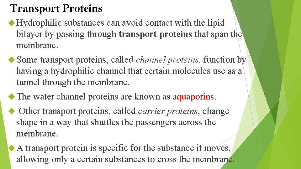 Transport Proteins Hydrophilic substances can avoid contact with the lipid bilayer by passing through