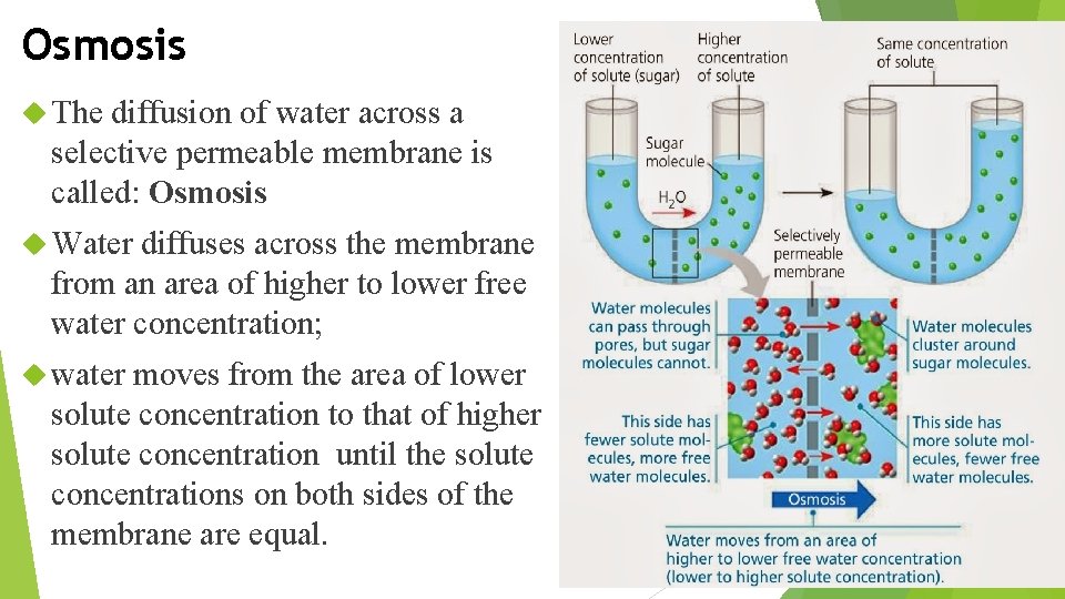 Osmosis The diffusion of water across a selective permeable membrane is called: Osmosis Water