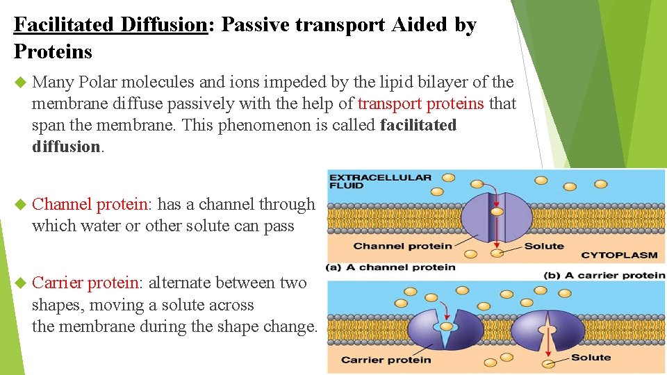 Facilitated Diffusion: Passive transport Aided by Proteins Many Polar molecules and ions impeded by