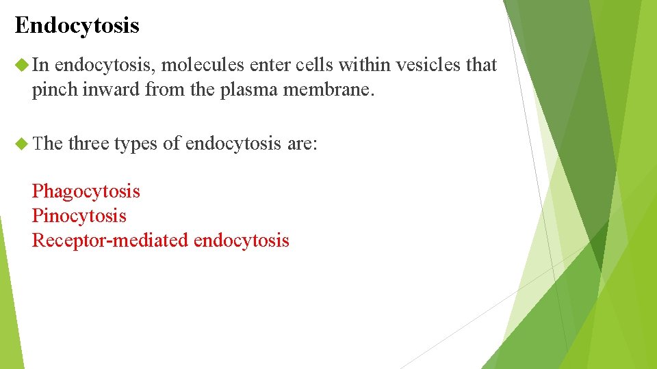 Endocytosis In endocytosis, molecules enter cells within vesicles that pinch inward from the plasma