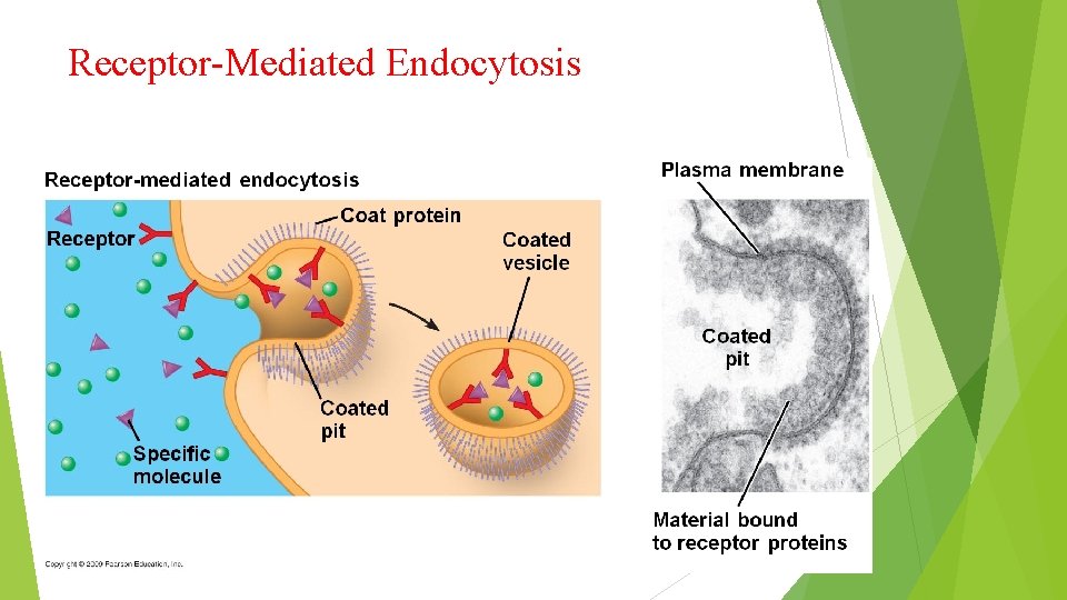 Receptor-Mediated Endocytosis 