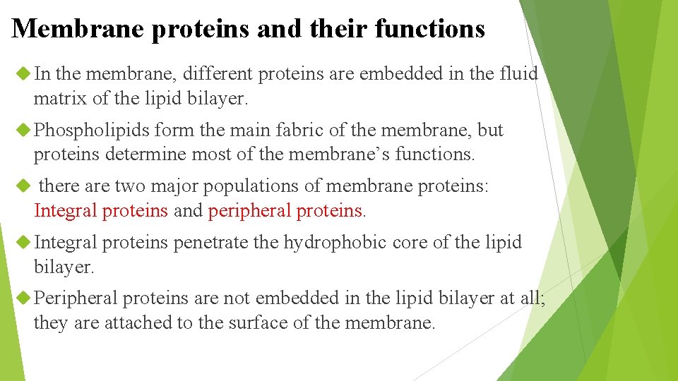 Membrane proteins and their functions In the membrane, different proteins are embedded in the