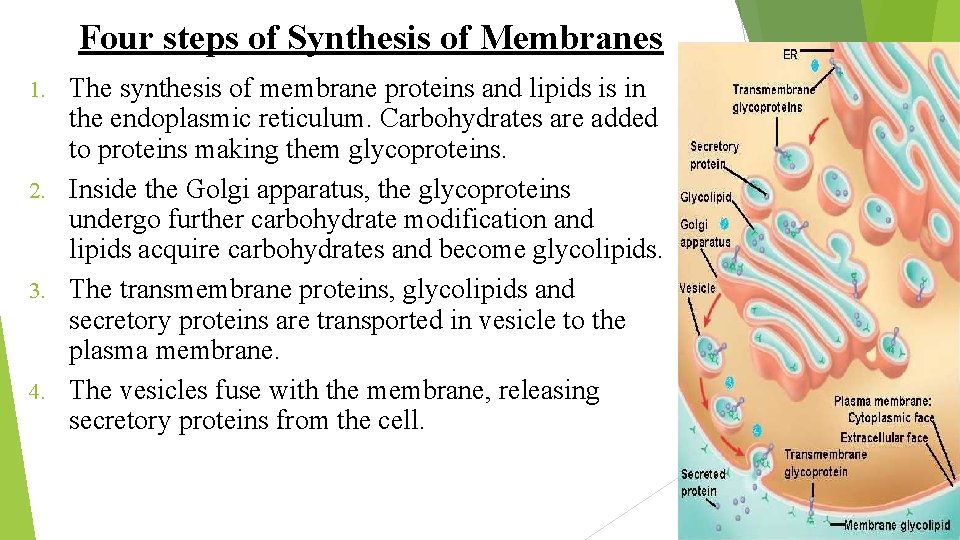 Four steps of Synthesis of Membranes The synthesis of membrane proteins and lipids is