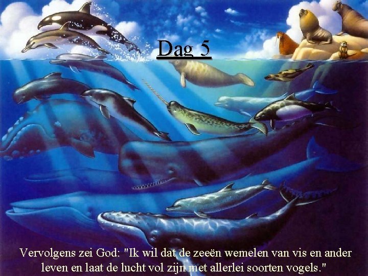 Dag 5 Vervolgens zei God: "Ik wil dat de zeeën wemelen van vis en