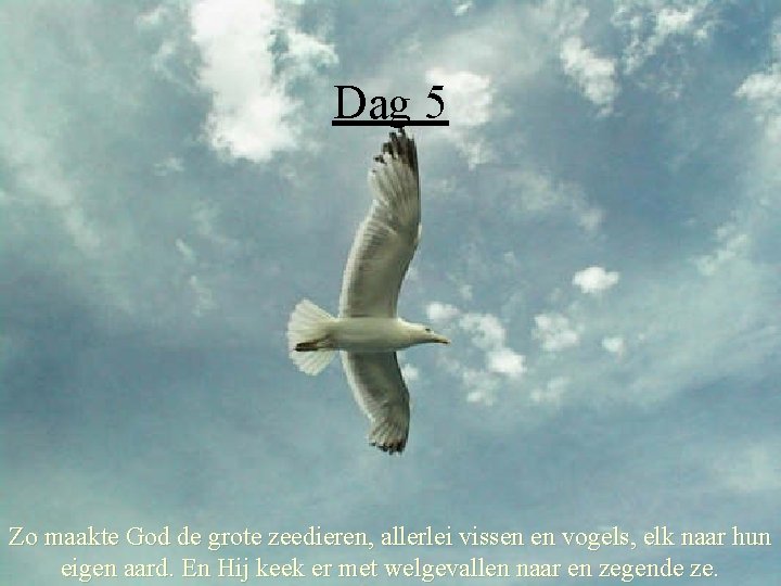 Dag 5 Zo maakte God de grote zeedieren, allerlei vissen en vogels, elk naar