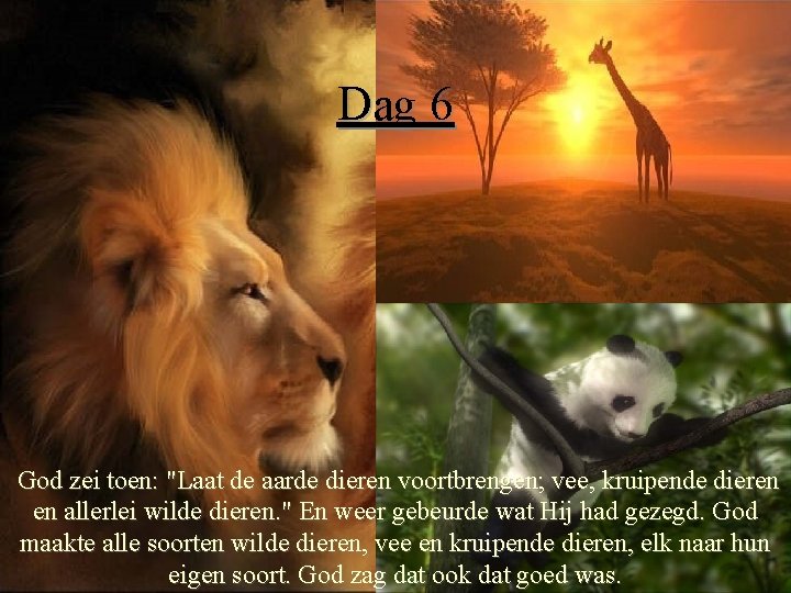 Dag 6 God zei toen: "Laat de aarde dieren voortbrengen; vee, kruipende dieren en